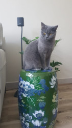 British Shorthair Cat for Sale – Healthy & Adorable