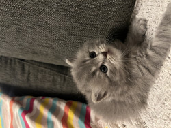 Scottish Fold Cats for Sale in Dubai – Adorable & Purebred