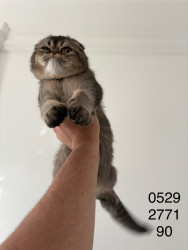 Buy Scottish Fold Cats in Dubai – Cute, Calm & Friendly