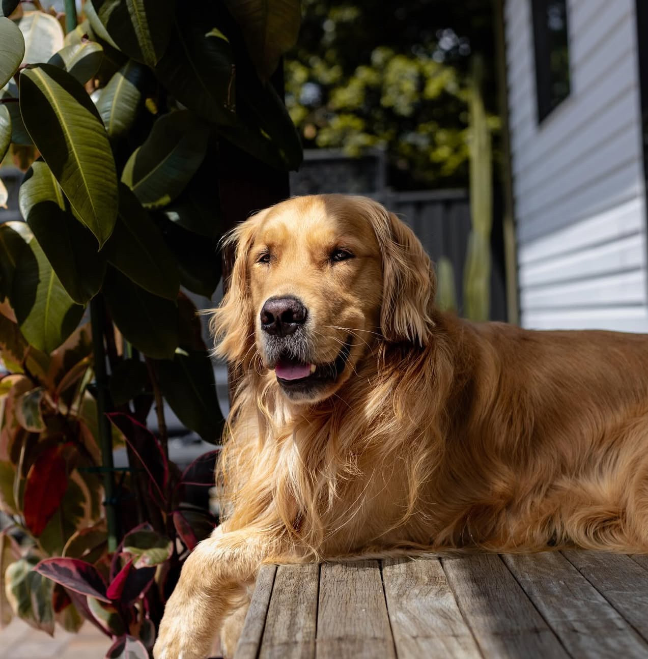 Golden Retrievers Dog for Sale – Friendly, Loyal & Trained