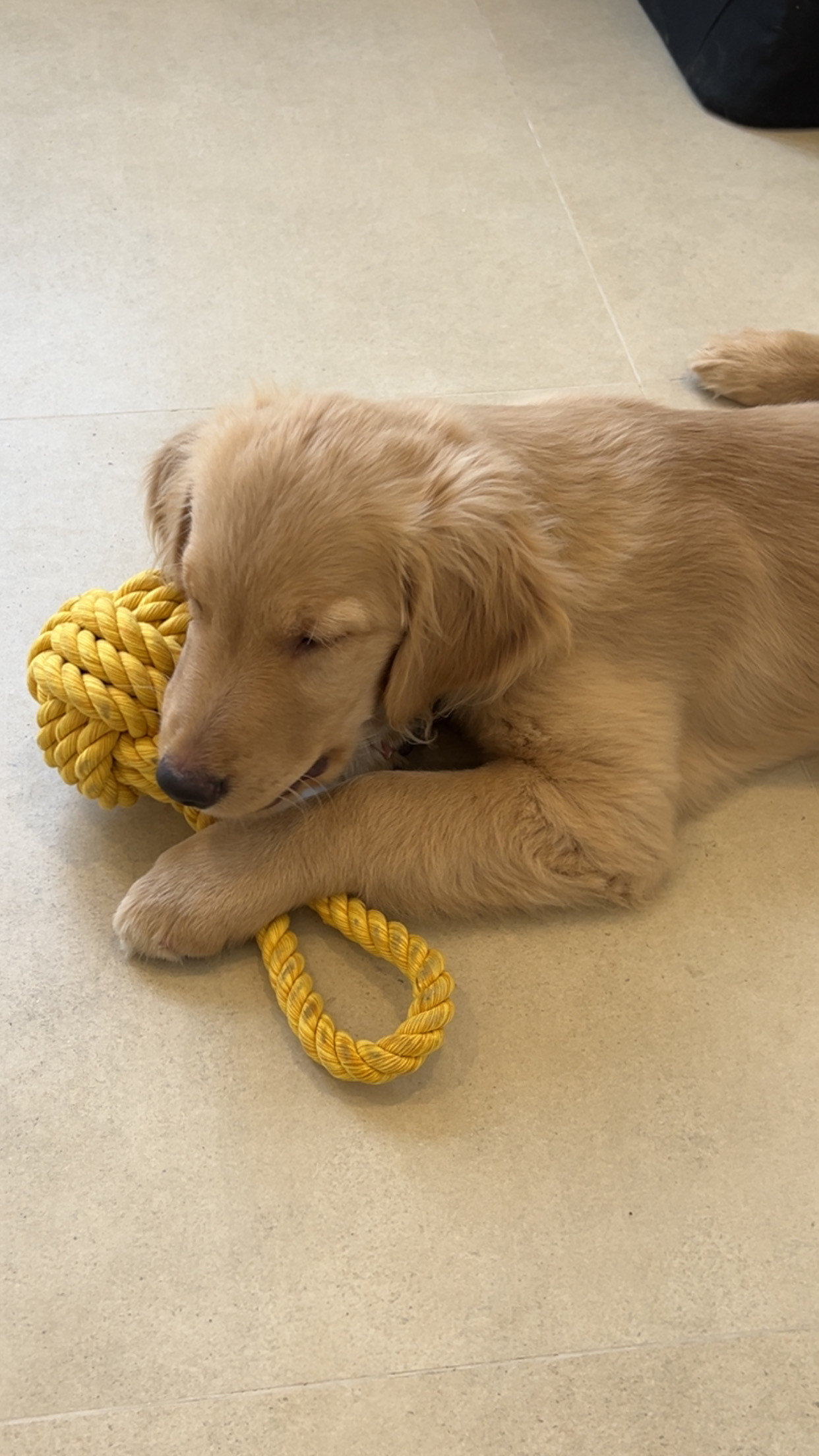 pure golden retriever puppy-pic_1