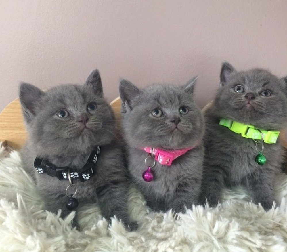 British Shorthair kittens