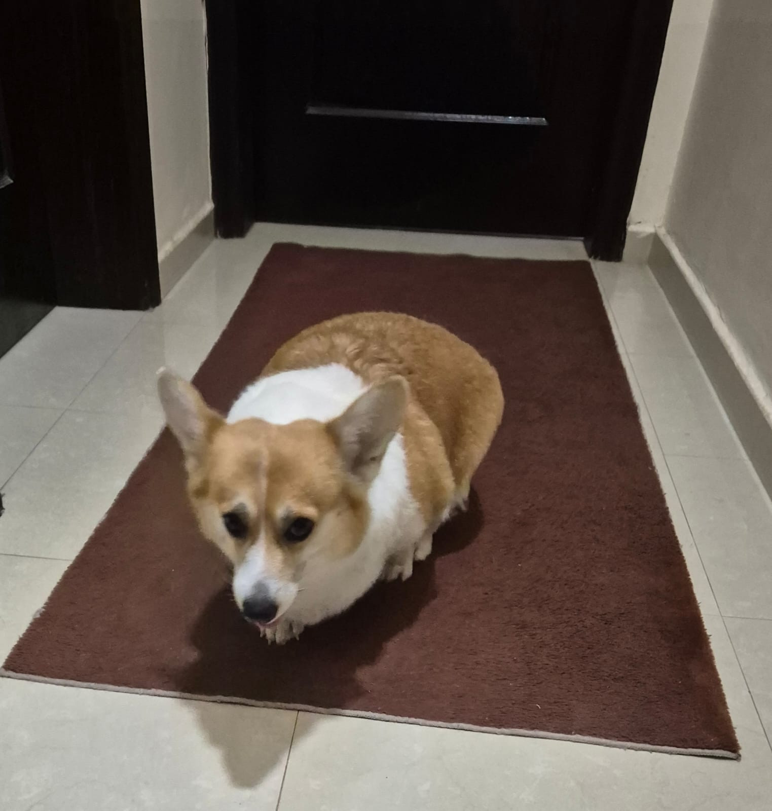 Welsh Corgi (female) - 1.5 years old-image