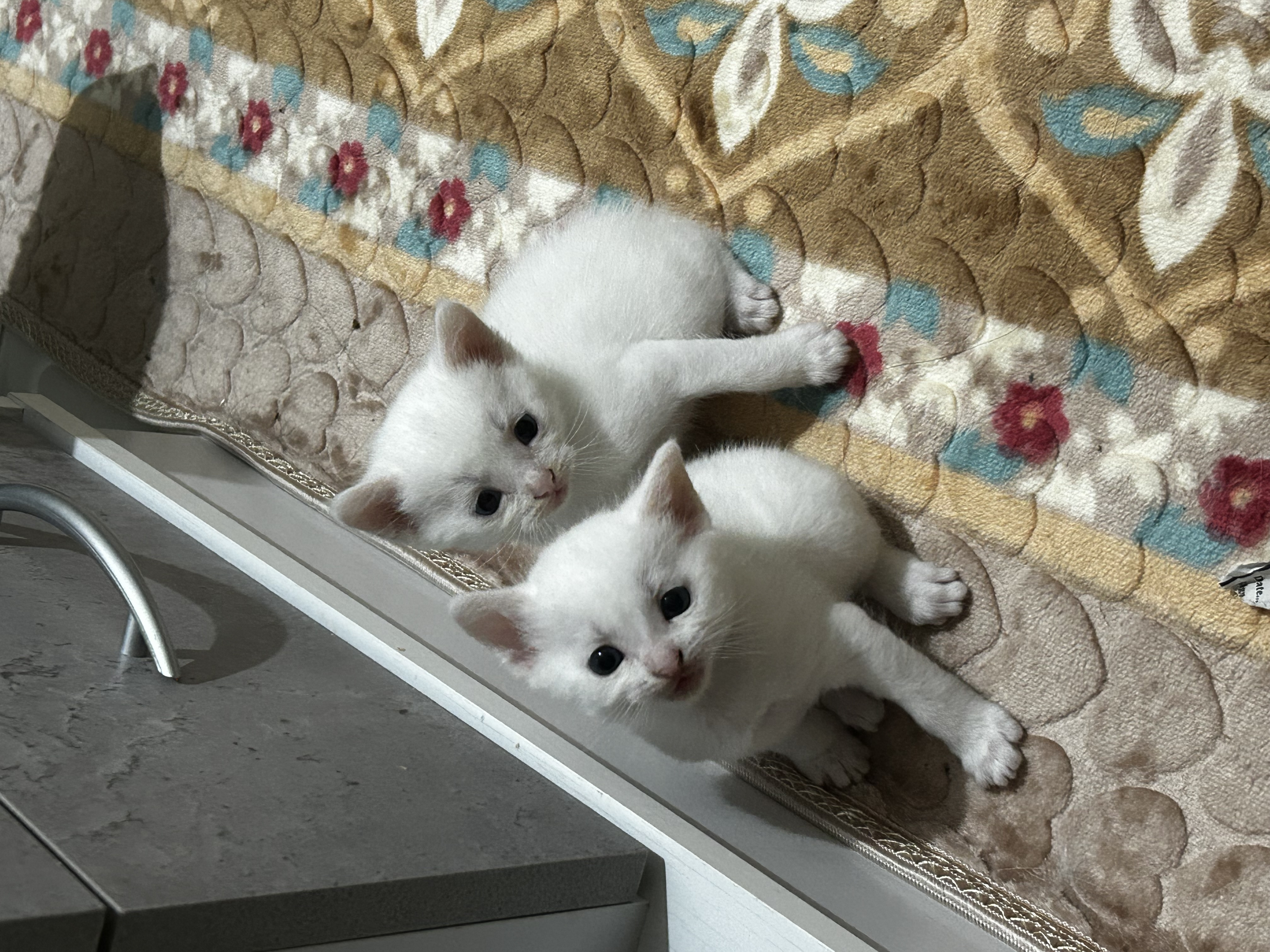 3 kitten looking for family safe home-pic_2