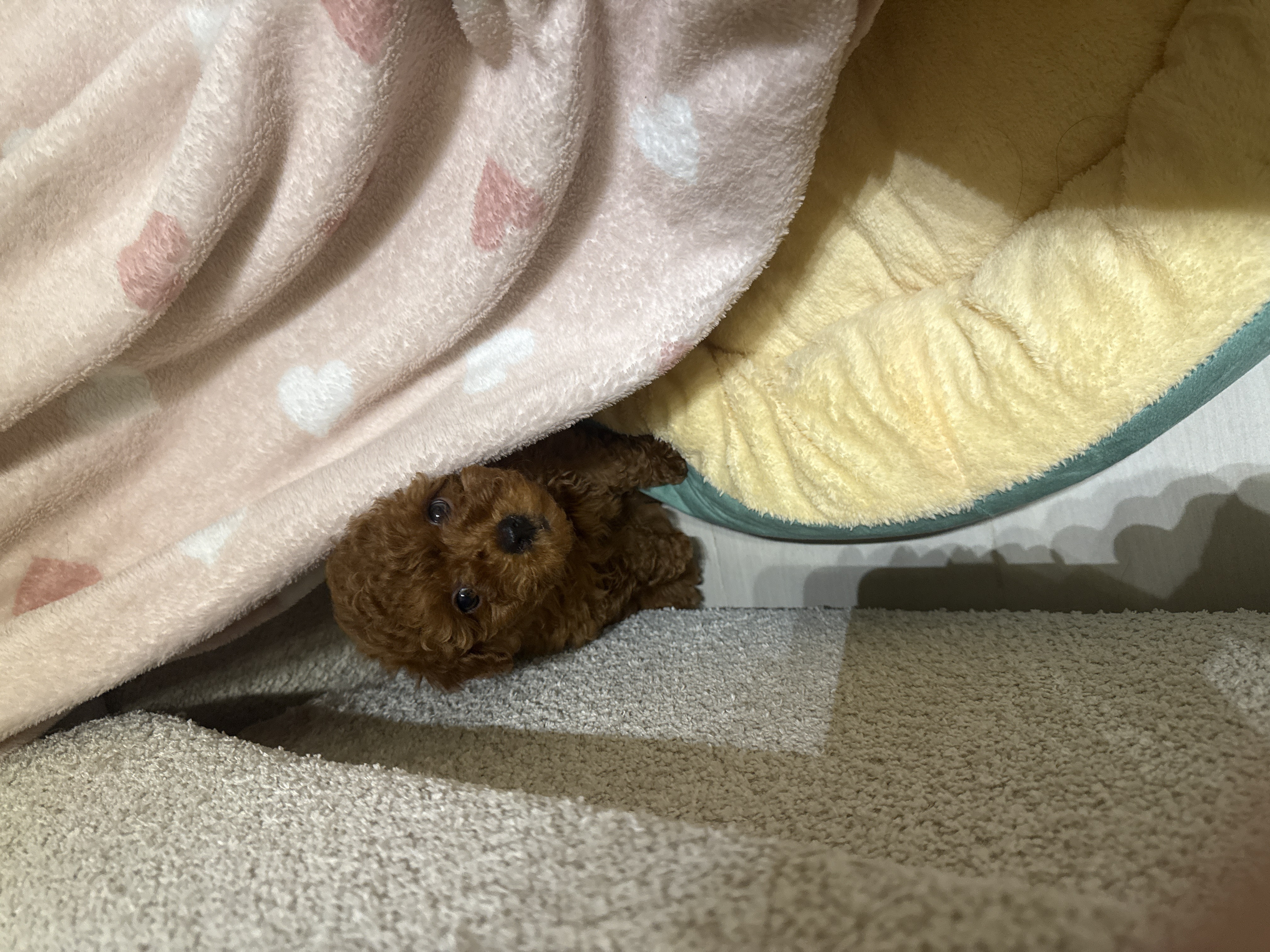 Dog poodle-pic_1